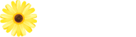 ガーベラ